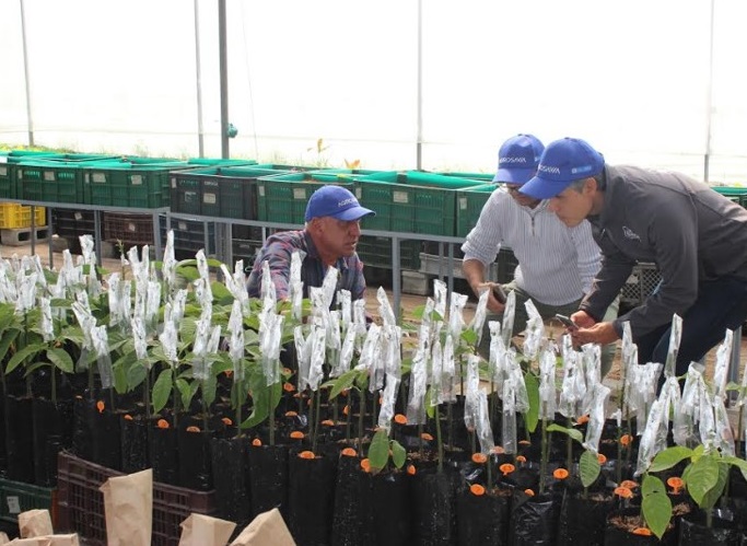 La popularización del aguacate en los mercados, ha aumentado las demandas por acceder a información, productos y recomendaciones que aporten a alcanzar una alta productividad
