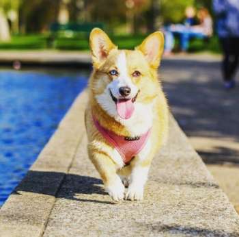 Pet Food Institute indica cómo es este tipo de terapia y que recomendaciones se deben tener en cuenta