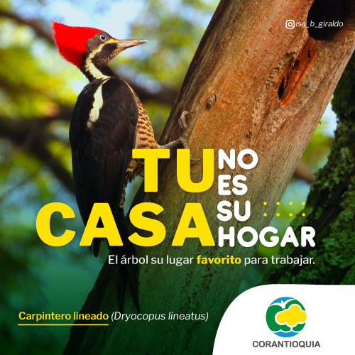 Tu casa no es su hogar