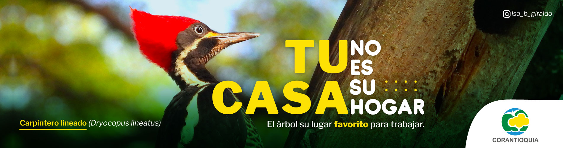 Tu casa no es su hogar