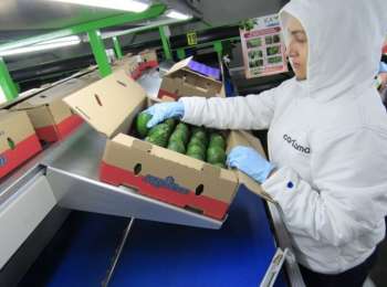 El mercado japonés es uno en constante crecimiento, con importaciones en hass de 74.096 toneladas en 2018