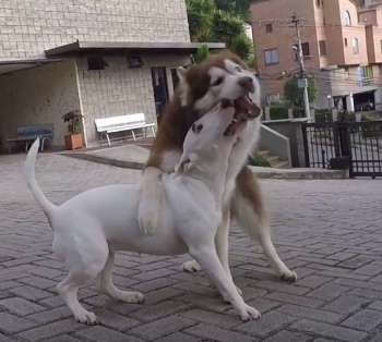 Se recomienda desarrollar un plan para los diferentes entornos que formarán parte de la vida de su mascota