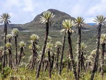 En alianza con el Fondo Mundial para la Naturaleza WWF Colombia, Porvenir impulsa un proceso de compensación reflejado en la siembra de 2.000 especies vegetales en el Parque Nacional Natural Chingaza. Foto cortesía WWF